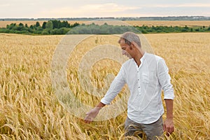 Man walks on summer wheat field, nature beauty