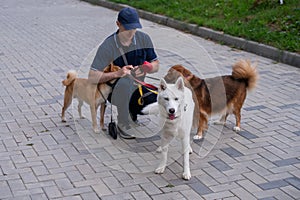 A man walks three different dogs.