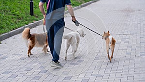 A man walks three different dogs.