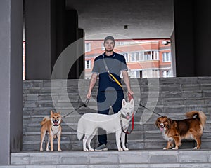 A man walks three different dogs.