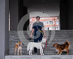 A man walks three different dogs.