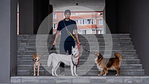 A man walks three different dogs.