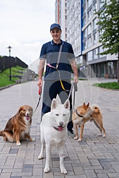 A man walks three different dogs.