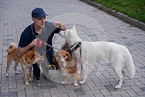 A man walks three different dogs.