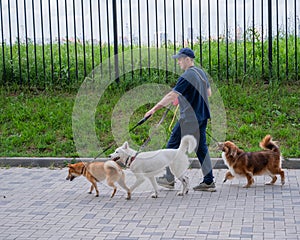 A man walks three different dogs.