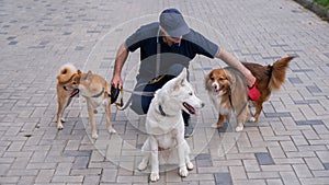 A man walks three different dogs.
