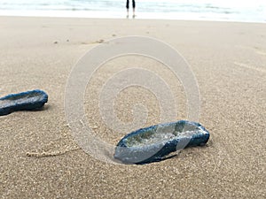 Man of war blue jellyfish without the top