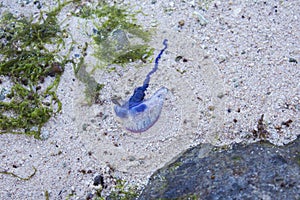 Man-of-War Jellyfish Washed Ashore