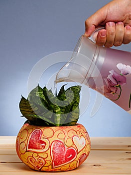 Man watering flowers in colorful pot from pitcher