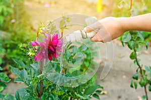 Man watering flowers in garden centre on a sunny day. flower bed, back yard. hose irrigation