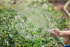 Man watering the garden from hose