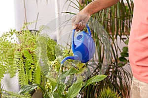 Man watering houseplants at home