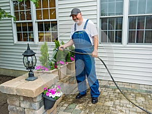 Man watering newly planted arborvitaes or thuja