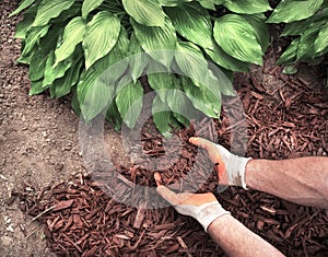 Man wearing garden gloves applying brown mulch, bark, around green healthy hosta plants in residential garden