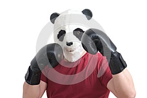 Man wearing a panda mask head and boxing gloves doing boxing stance, isolated.