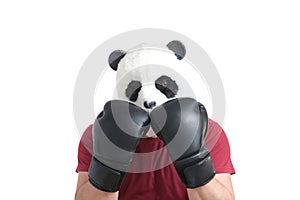 Man wearing a panda mask head and boxing gloves doing peekaboo stance, isolated.