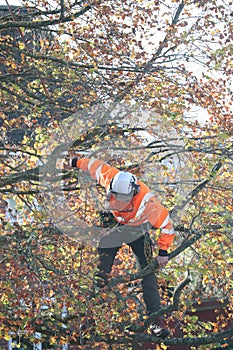 Tree feller tree surgeon safety at work