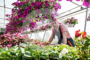 man wearing uniform working with decorative flower into pot in a industrial plants greenhouse