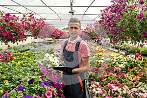 man wearing uniform working with decorative flower into pot in a industrial plants greenhouse
