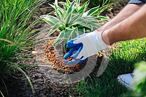 Man wearing white sneakers coming to the garden while enriching soil