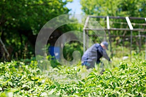 A man is weeding beds.
