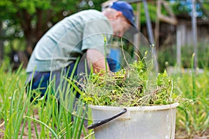 A man is weeding beds. photo