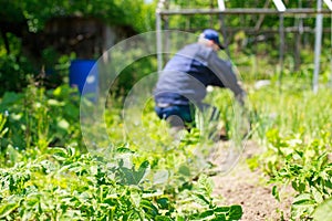 A man is weeding beds.