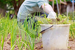 A man is weeding beds.