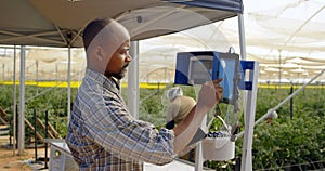 Man weighing blueberry basket in blueberry farm 4k