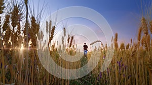 Man in wheat field sunset