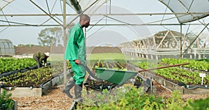 Man, wheelbarrow and walk in greenhouse, agriculture and vegetables for growth, farming or sustainability. Farmer, check