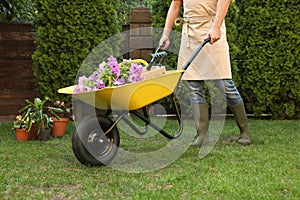 Man with wheelbarrow working in garden