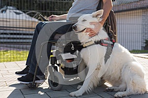 Man in a wheelchair petting his assistance dog lying calmly beside him