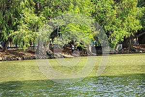 A man in a white shirt fishing on the banks of the lake at Lake Evans near a tree