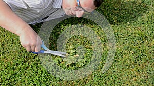 Man in white shirt trims grass by stationery scissors