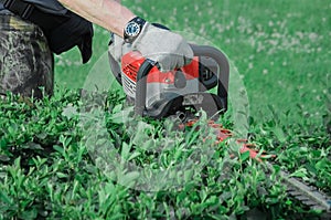 Man in white work gloves trims the hedges with an electric hedges trimmer photo