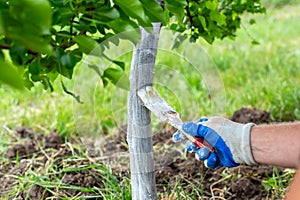 A man whitewashes the trunk of a young fruit tree to protect the bark from pests and sunburn