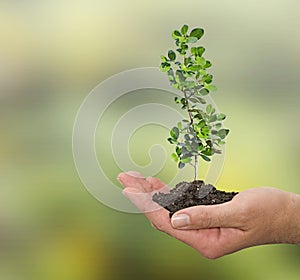 Sapling in hand