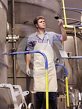 Man, wine manufacturing at distillery and alcohol making process with inspection of drink in glass and winery. Young