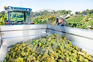 Man winemaker in hat loading harvest of grapes to agrimotor