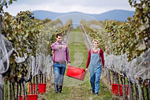 Man and woman carrying grapes in vineyard in autumn, harvest concept.