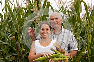 Man and woman with corn ears