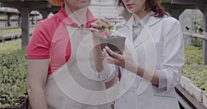 Man and woman discussing seedling or flower in pot in hothouse. Unrecognizable male and female Caucasian employees