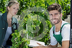 man and woman farmers harvesting grapes in vineyard