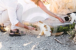 Man and woman feeding cats in a park