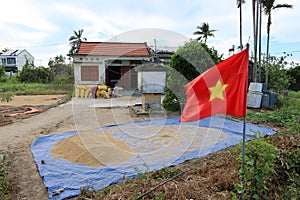 A man and a woman fill sacks of rice next to their house with the Vietnamese flag during the first rice harvest of 2021 in Hoi An