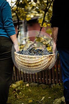 Man and woman holding a basket full of freshly picked purple grapes