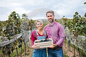 Man and woman holding grapes in box in vineyard in autumn, harvest concept.