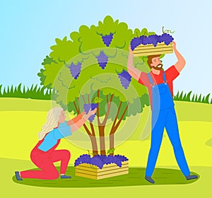 Man and woman picking grapes from bushes on a vineyard plantation. Farmers collecting ripe grapes