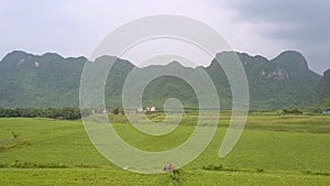 Man and woman ride scooter along boundless peanut field